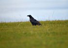 Raaf (Corvus corax) Ogii Nuur 14-08-2016 (2)